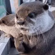 ワタソンの画像