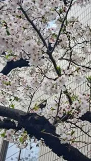不二の画像