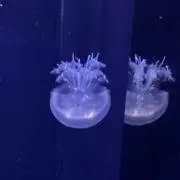 hanielの画像