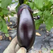 おなすの画像