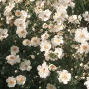 花non♡6/5発送の画像