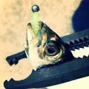 たぬきち.com