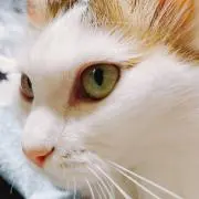 ツナギの画像