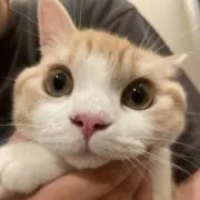 つぼの画像