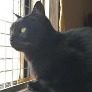nekonosippodaiの画像