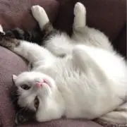 ケンスケ