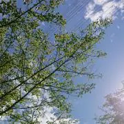 ちゃぴまる