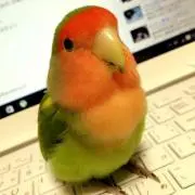 Sakkuさん