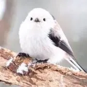 しままの画像