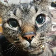 やっこ