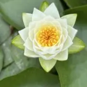 こまこまの画像
