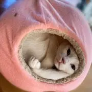 もこゆき