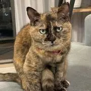 ポッサムの画像