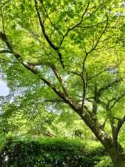 まめるるの画像