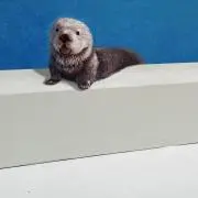 フォレストがんぺいの画像