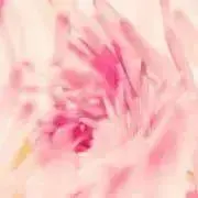 irohaの画像