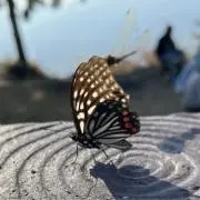 バドベニームの画像