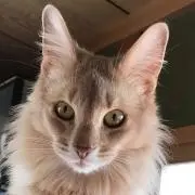 Miyoの画像