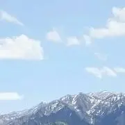 あんずの画像