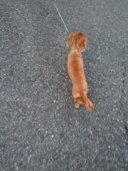 えいちゃんの画像