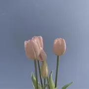 ミ