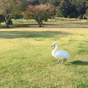 れいこ