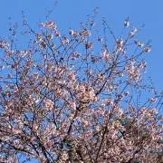 tad1230の画像