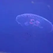 アラレの画像
