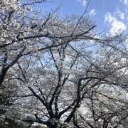 スカイベリーの画像