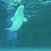 maxの画像