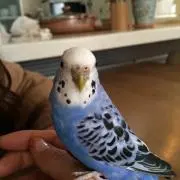 しおみんの画像