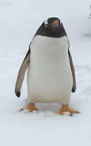 ハチの画像