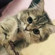 ヤマト