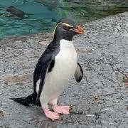 むぅの画像