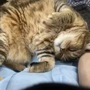 げつじょう