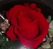 ちゃだみ