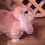 TOMO