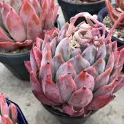 kenshinの画像