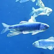 焼魚の画像
