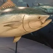 マグロ