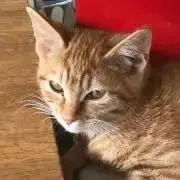 おはぎ。の画像