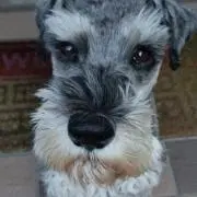 難あり」JETBOIL SUMO ジェットボイル ケース壊れ - メルカリ