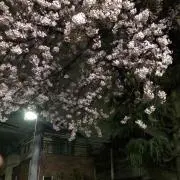 たこやきの画像