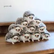 ハリネズミ