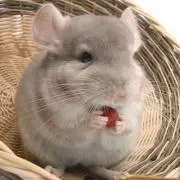 チンチラねずみの画像