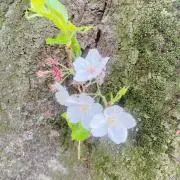 安和@即購入OK。発送はゆっくりめですの画像