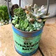 Green☆の画像