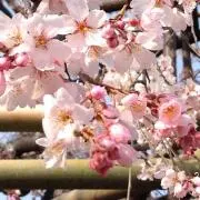 さくらの画像