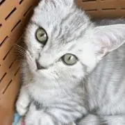 t*の画像