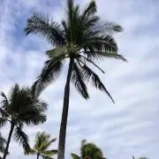 aloha プロフ必読